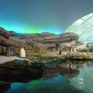Indoor Penguin Exhibit at Berlin Zoo, 31/08/11