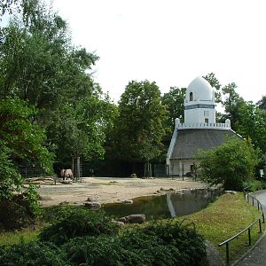 Gemsbok Paddock at Berlin Zoo, 31/08/11