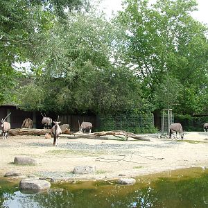 Gemsbok Paddock at Berlin Zoo, 31/08/11
