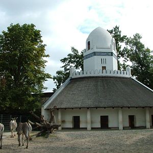 Grevy's Zebra Paddock at Berlin Zoo, 31/08/11