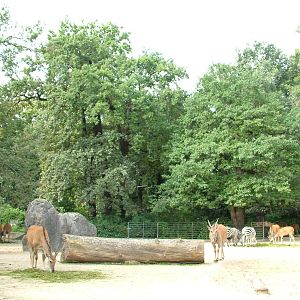 Eland and Zebra Paddock at Berlin Zoo, 31/08/11