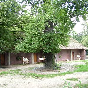 Oryx Paddock at Berlin Zoo, 31/08/11