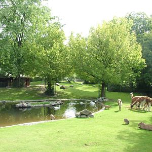 South American Pampas at Berlin Zoo, 31/08/11