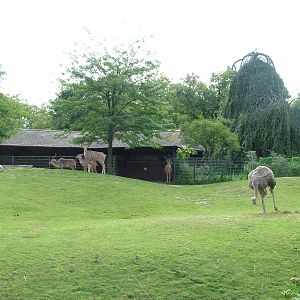 African Savannah at Berlin Zoo, 31/08/11