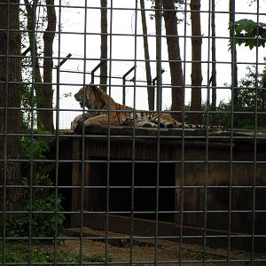 Port Lympne Wild Animal Park 16th May 2010