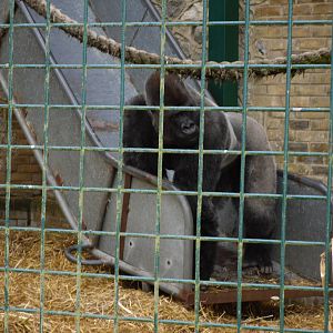 Port Lympne Wild Animal Park 16th May 2010