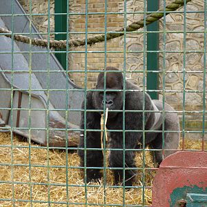 Port Lympne Wild Animal Park 16th May 2010