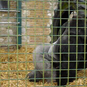 Port Lympne Wild Animal Park 16th May 2010