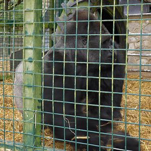 Port Lympne Wild Animal Park 16th May 2010