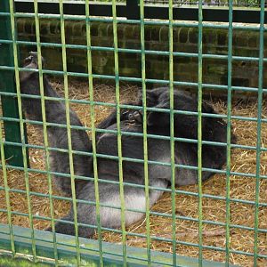 Port Lympne Wild Animal Park 16th May 2010
