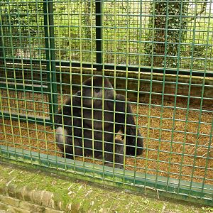 Port Lympne Wild Animal Park 16th May 2010