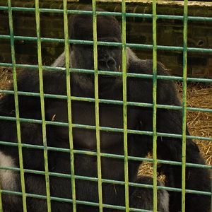 Port Lympne Wild Animal Park 16th May 2010