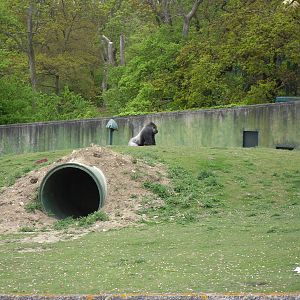 Port Lympne Wild Animal Park 16th May 2010