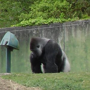 Port Lympne Wild Animal Park 16th May 2010