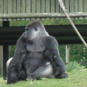 Port Lympne Wild Animal Park 16th May 2010