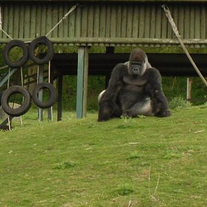 Port Lympne Wild Animal Park 16th May 2010