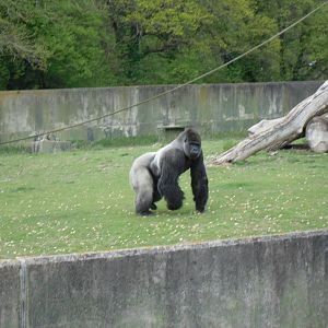 Port Lympne Wild Animal Park 16th May 2010