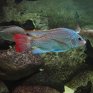 Unknown fish - Zoologischer Garten Berlin Aquarium