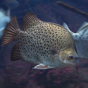 Unknown fish - Zoologischer Garten Berlin Aquarium