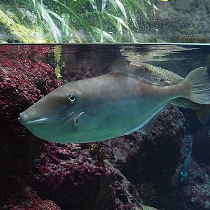 Unknown fish Zoologischer Garten Berlin Aquarium
