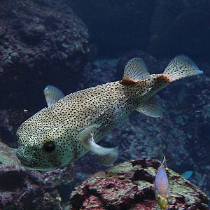Unknown fish - Zoologischer Garten Berlin Aquarium