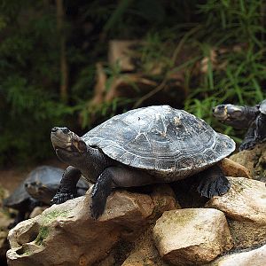 Unknown turtle - Zoologischer Garten Berlin Aquarium