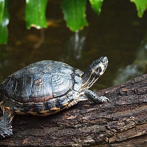 Unknown turtle - Zoologischer Garten Berlin Aquarium