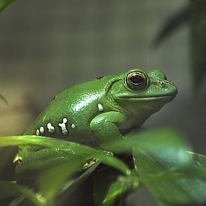 Unknown frog - Zoologischer Garten Berlin Aquarium