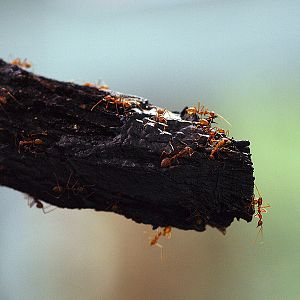 Red Weaver Ants (Oecophylla smaragdina)