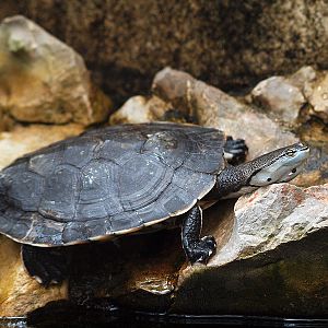 Unknown turtle - Zoologischer Garten Berlin Aquarium