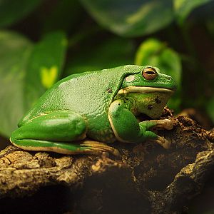 Unknown frog - Zoologischer Garten Berlin Aquarium