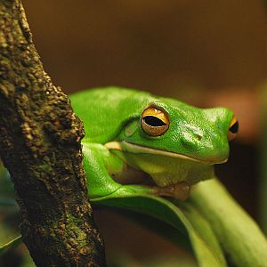 Unknown frog - Zoologischer Garten Berlin Aquarium