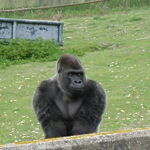 Port Lympne Wild Animal Park 16th May 2010