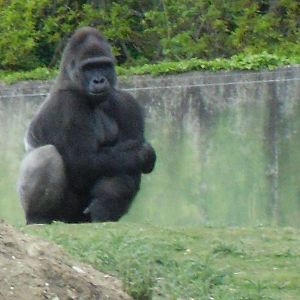 Port Lympne Wild Animal Park 16th May 2010