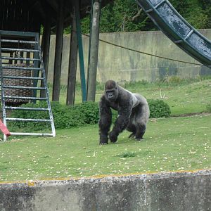 Port Lympne Wild Animal Park 16th May 2010