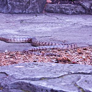 Black Headed Python, September 2011