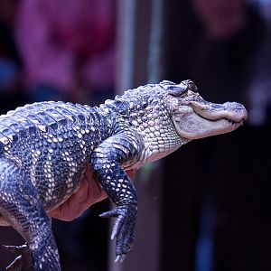 American Alligator, September 2011