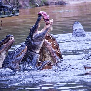 Alligator feeding, September 2011