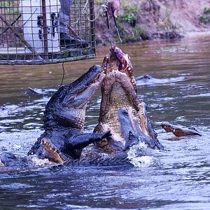 Alligator feeding, September 2011