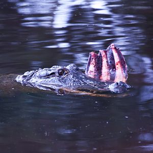 Alligator feeding, September 2011