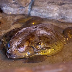 African Bullfrog, September 2011
