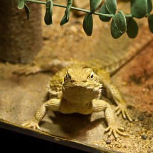 Dwarf Bearded Dragon, September 2011