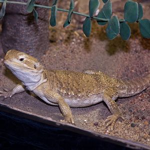 Dwarf Bearded Dragon, September 2011