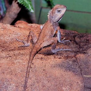 Rainforest Dragon, September 2011