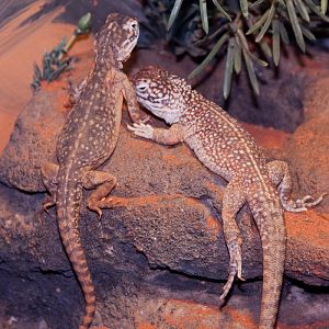 Central Netted Dragon, September 2011