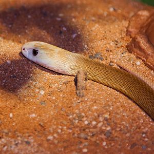 Taipan, September 2011