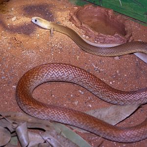 Taipan, September 2011