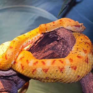 Eyelash Viper, September 2011