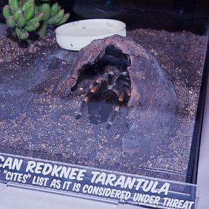 Mexican Redknee Tarantula, September 2011