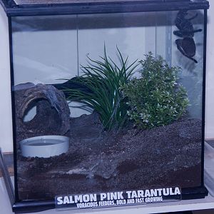Salmon Pink Tarantula, September 2011